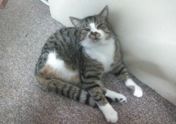 Tommy Tom 