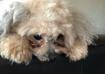 Kiko