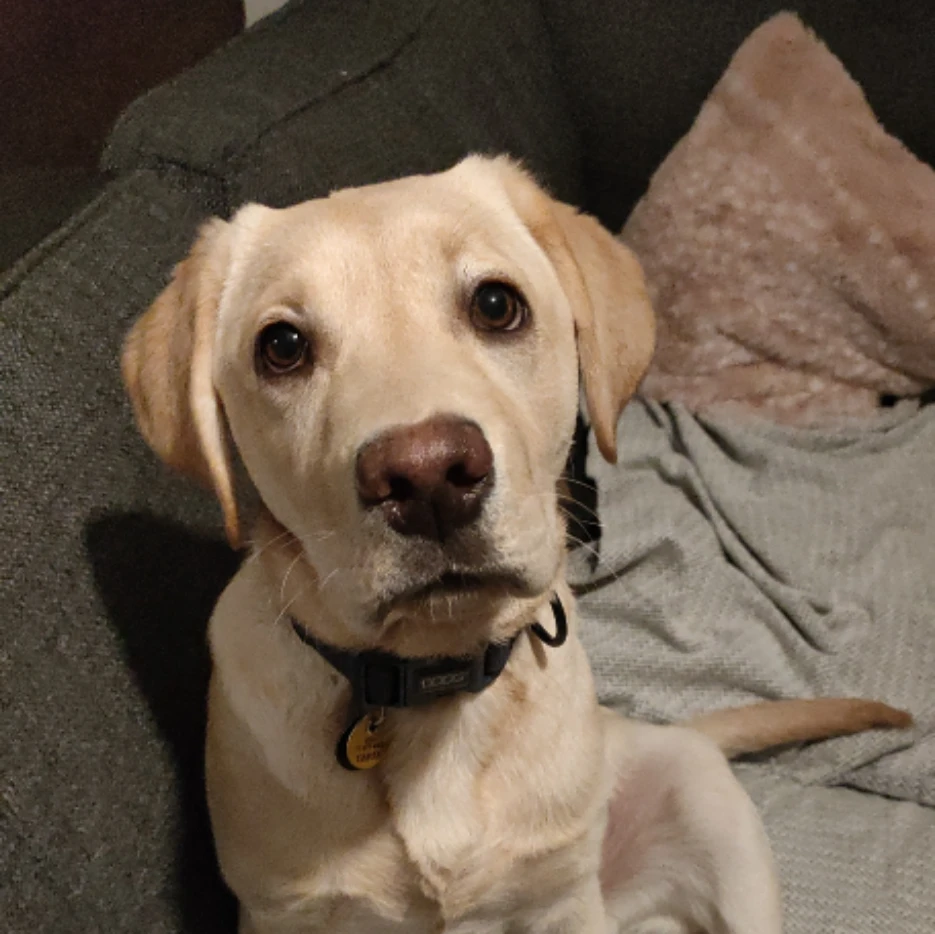 Nova