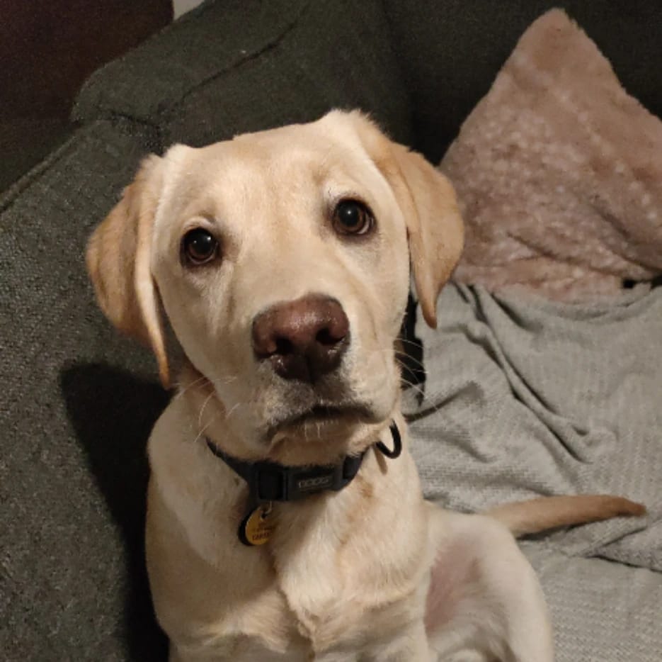 Nova