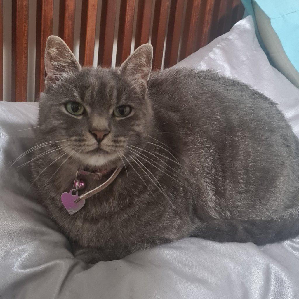 Nyla