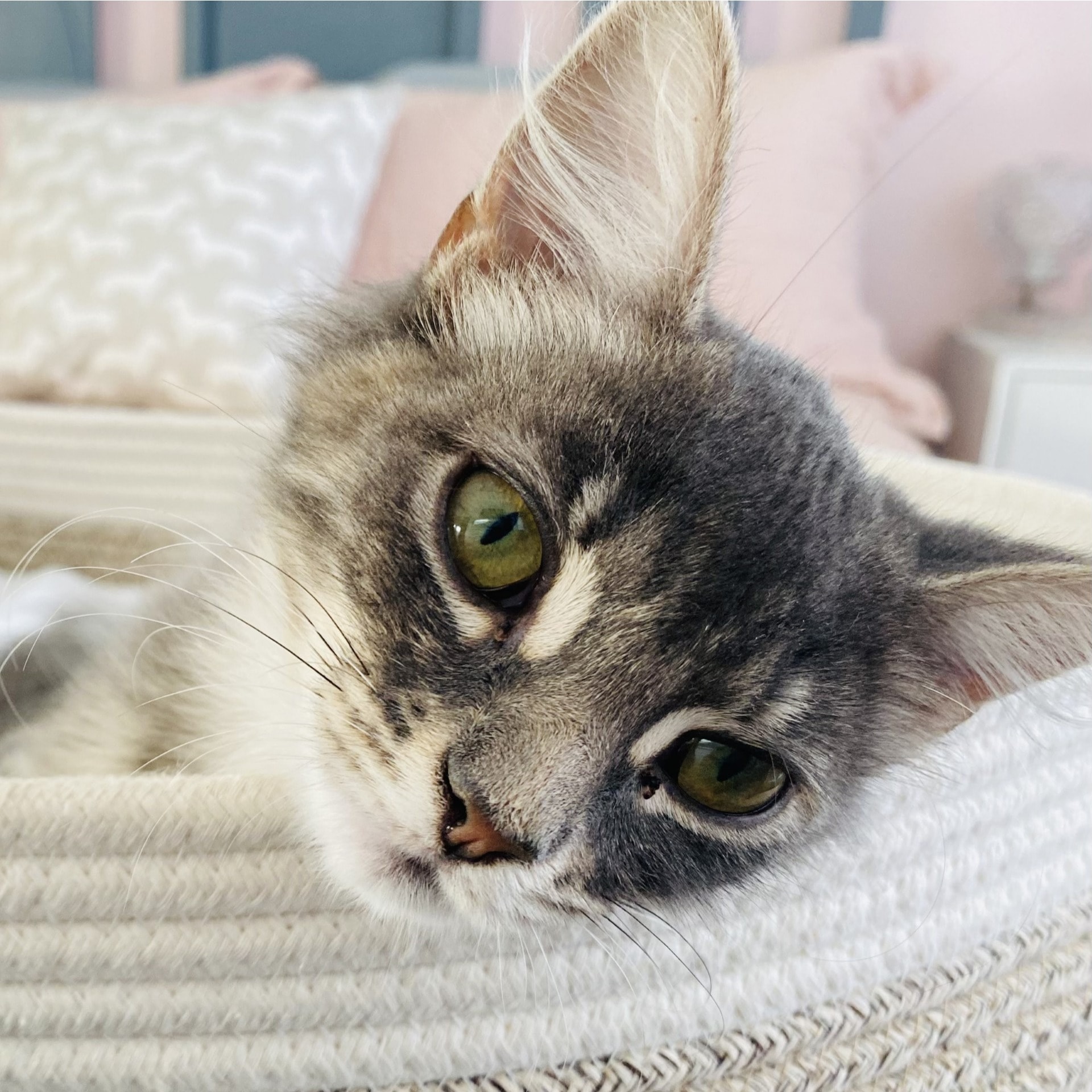 Frankie