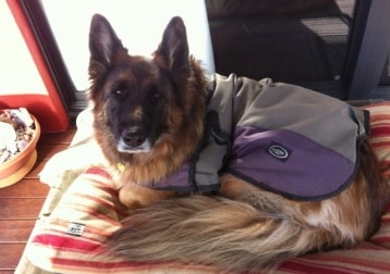Sheeba