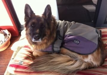 Sheeba