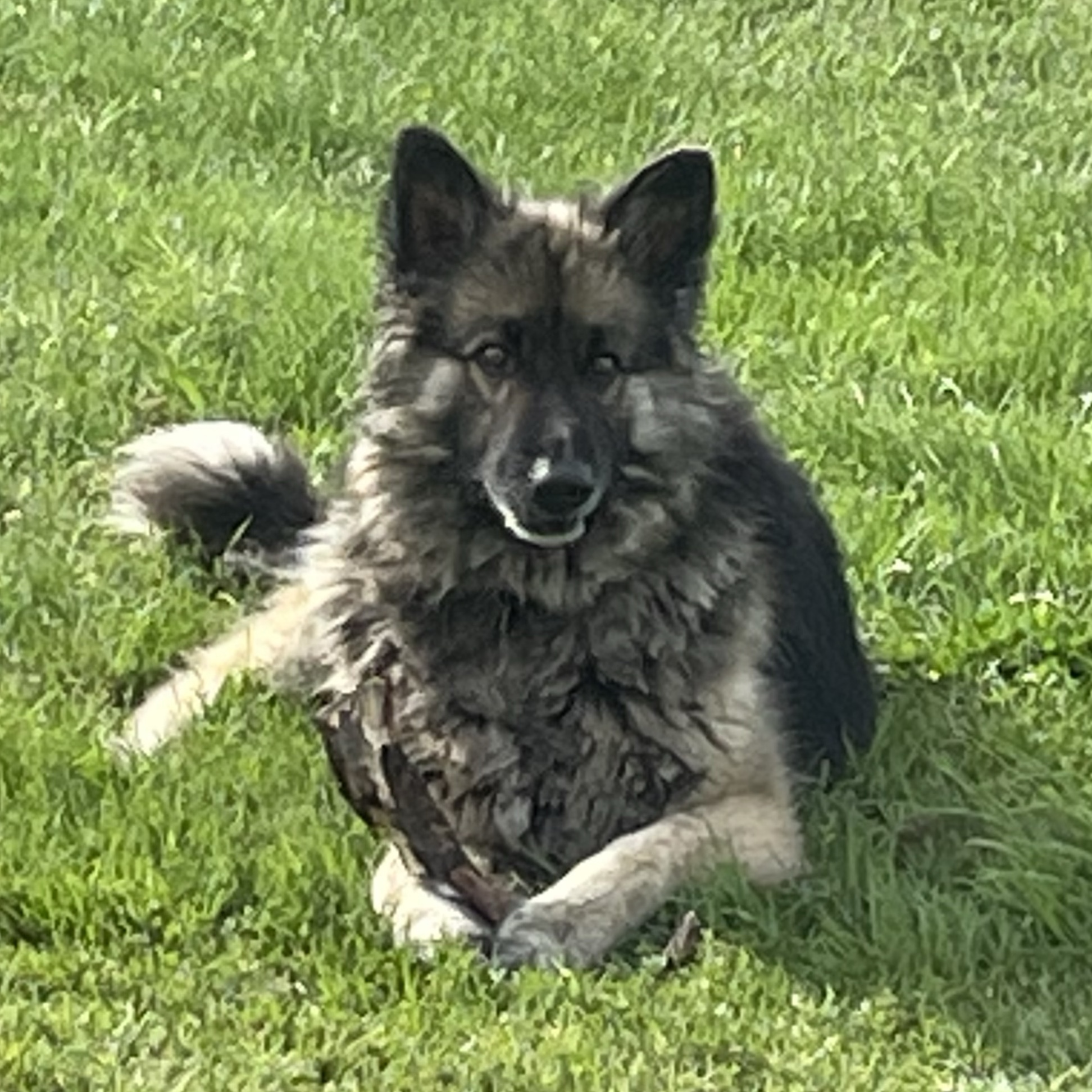 Chewy