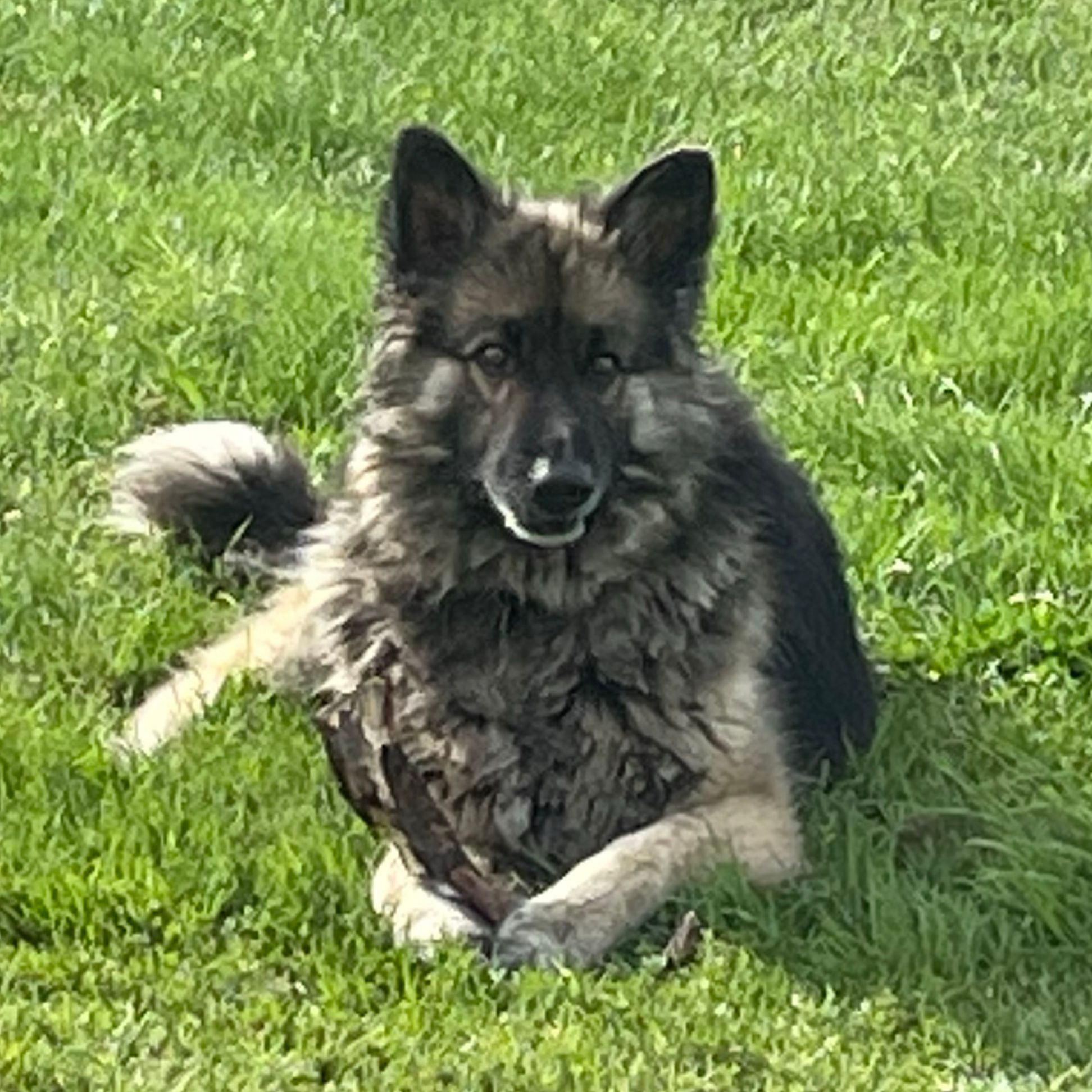 Chewy