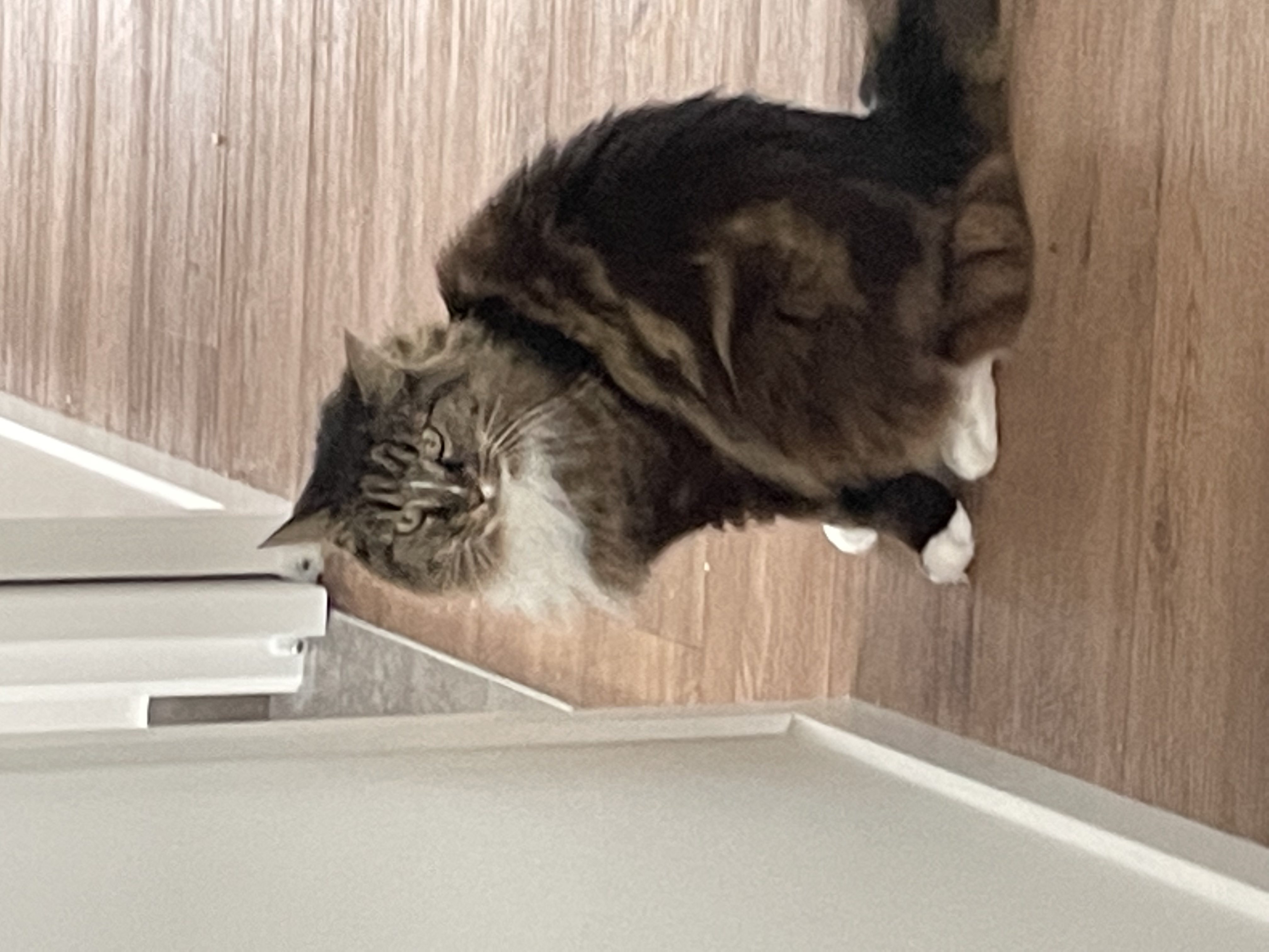 image-16