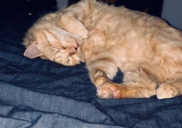 Louie  Meowskie