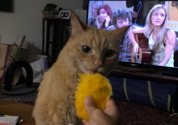Megsie Kittenstein