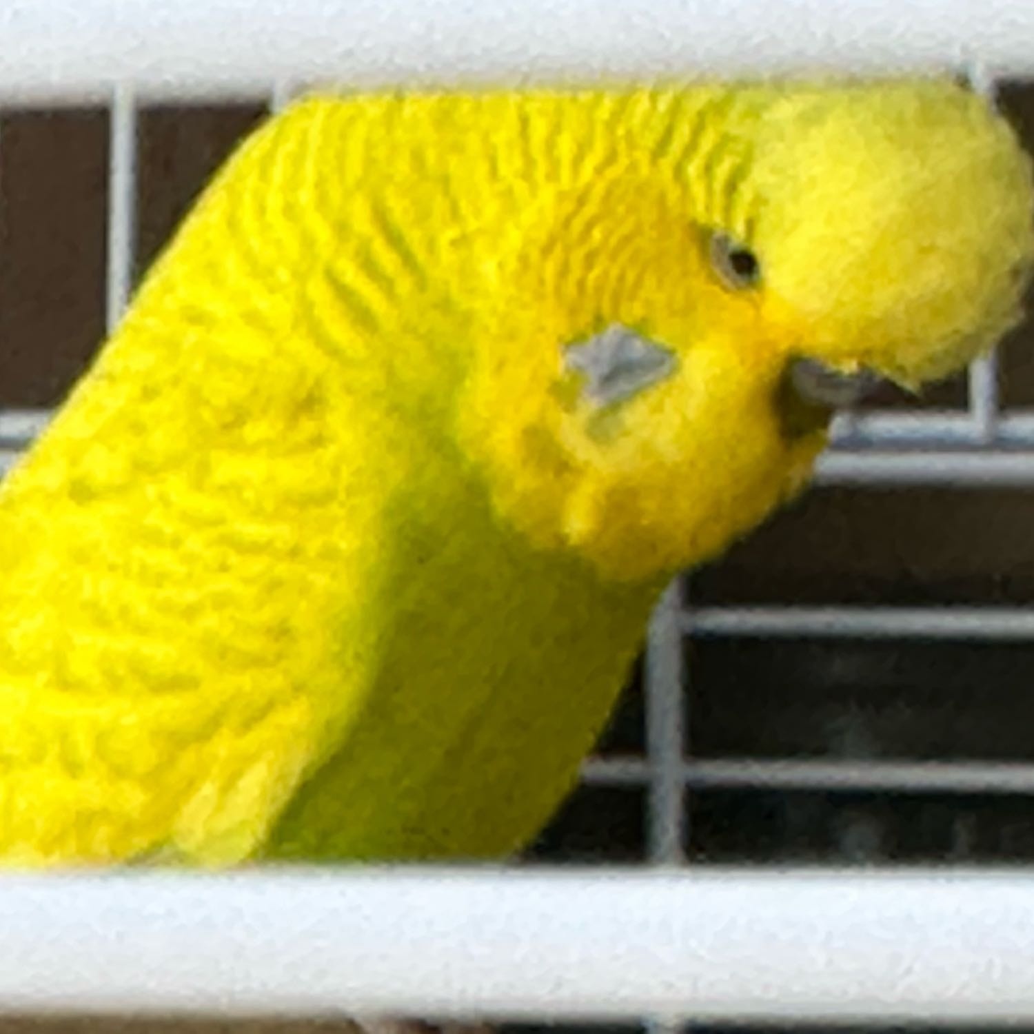 Oliver 