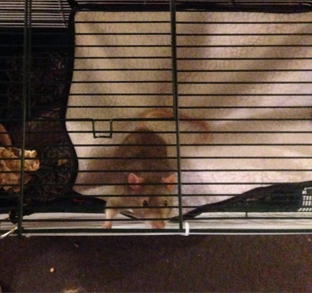 image-5