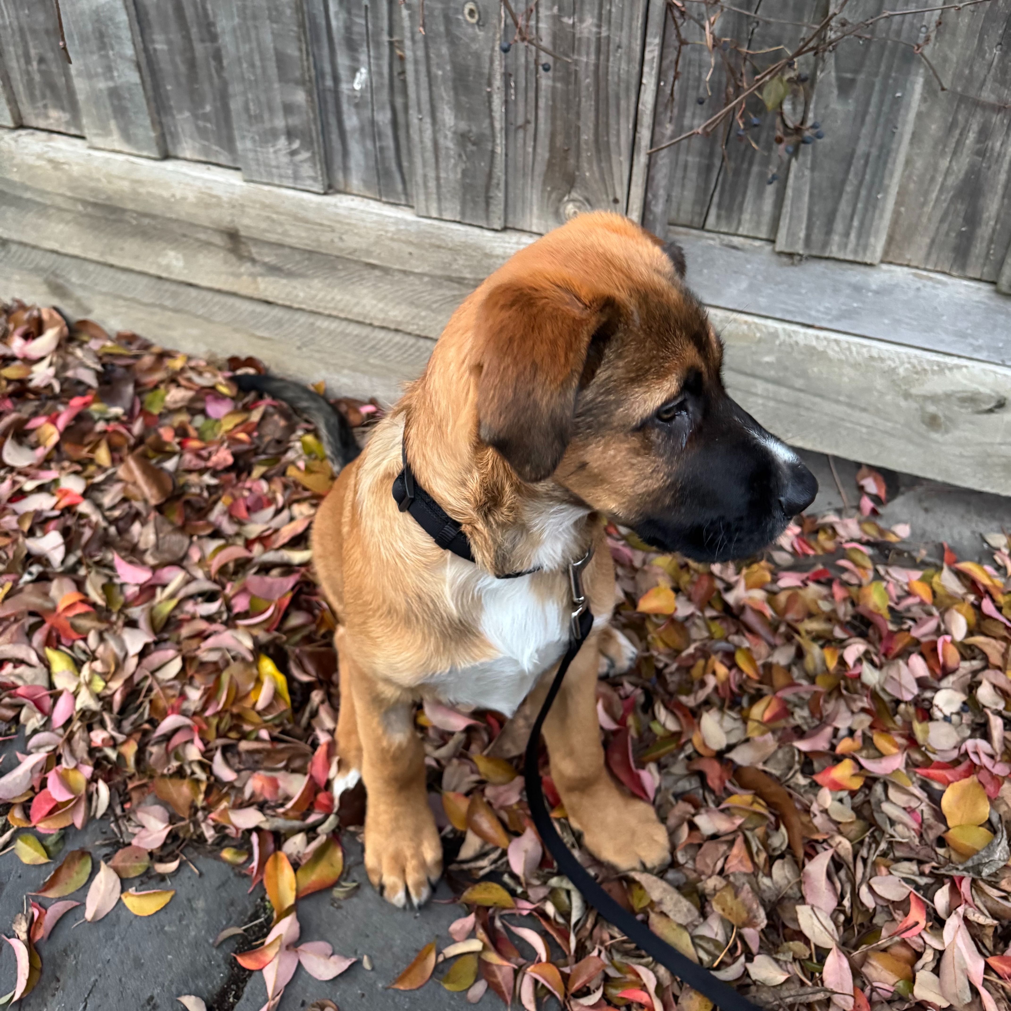 Beau