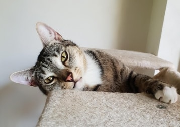 Sampson