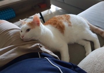 Elroy