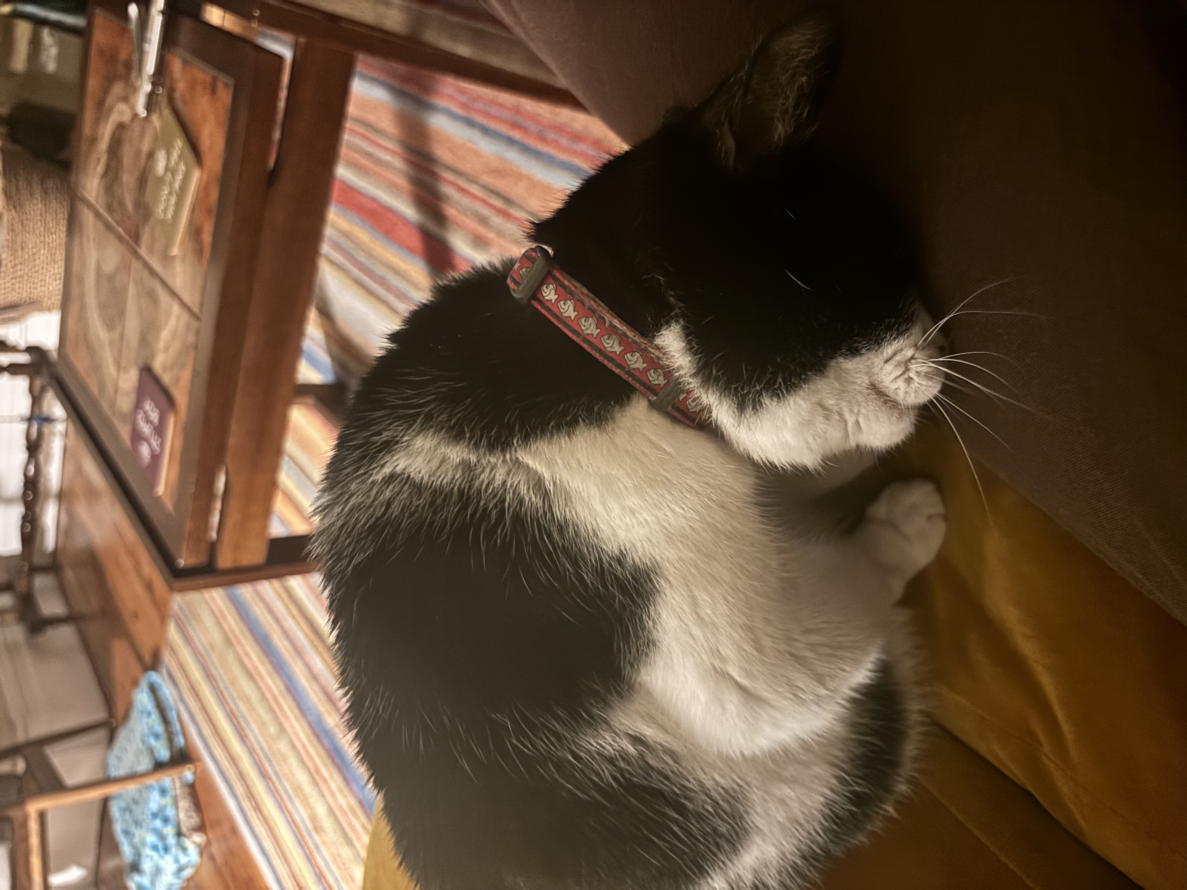 image-8