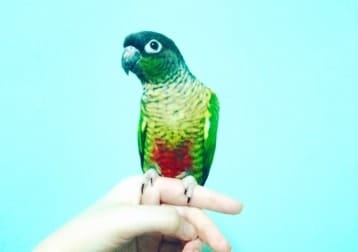 Squeaky