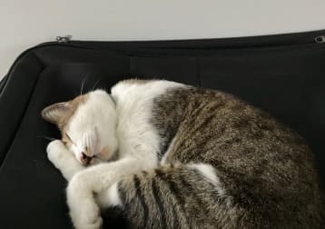 Meeko