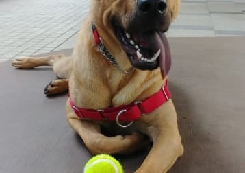 Phoebe