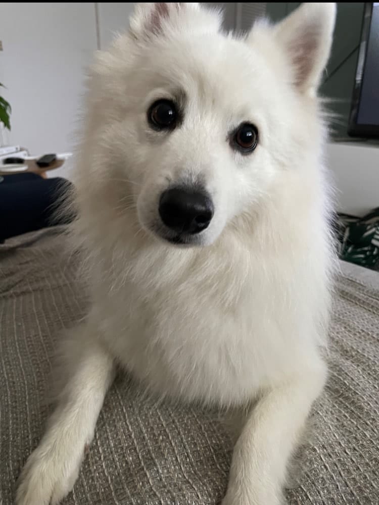 Pedro