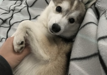 Pablo 