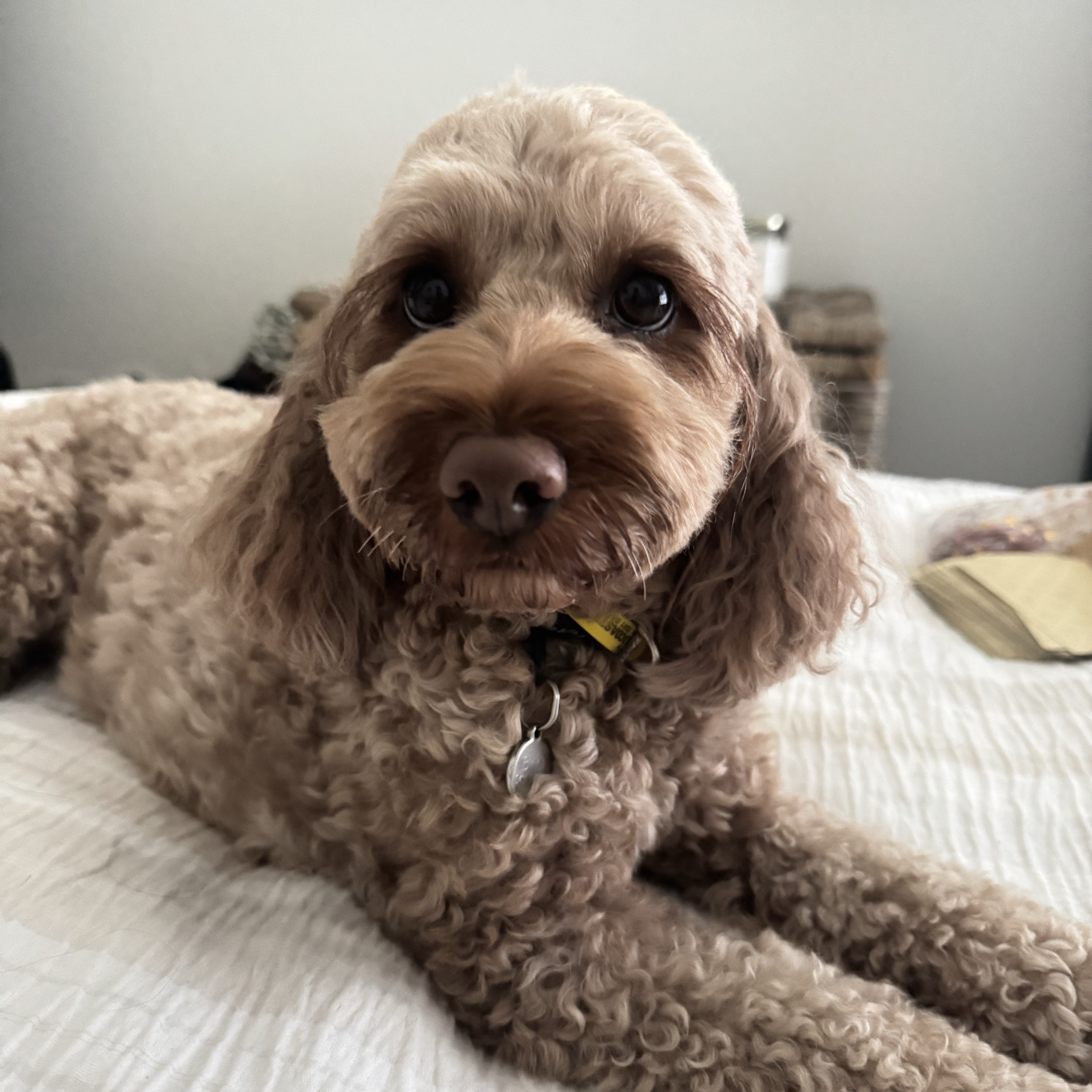 Bindi