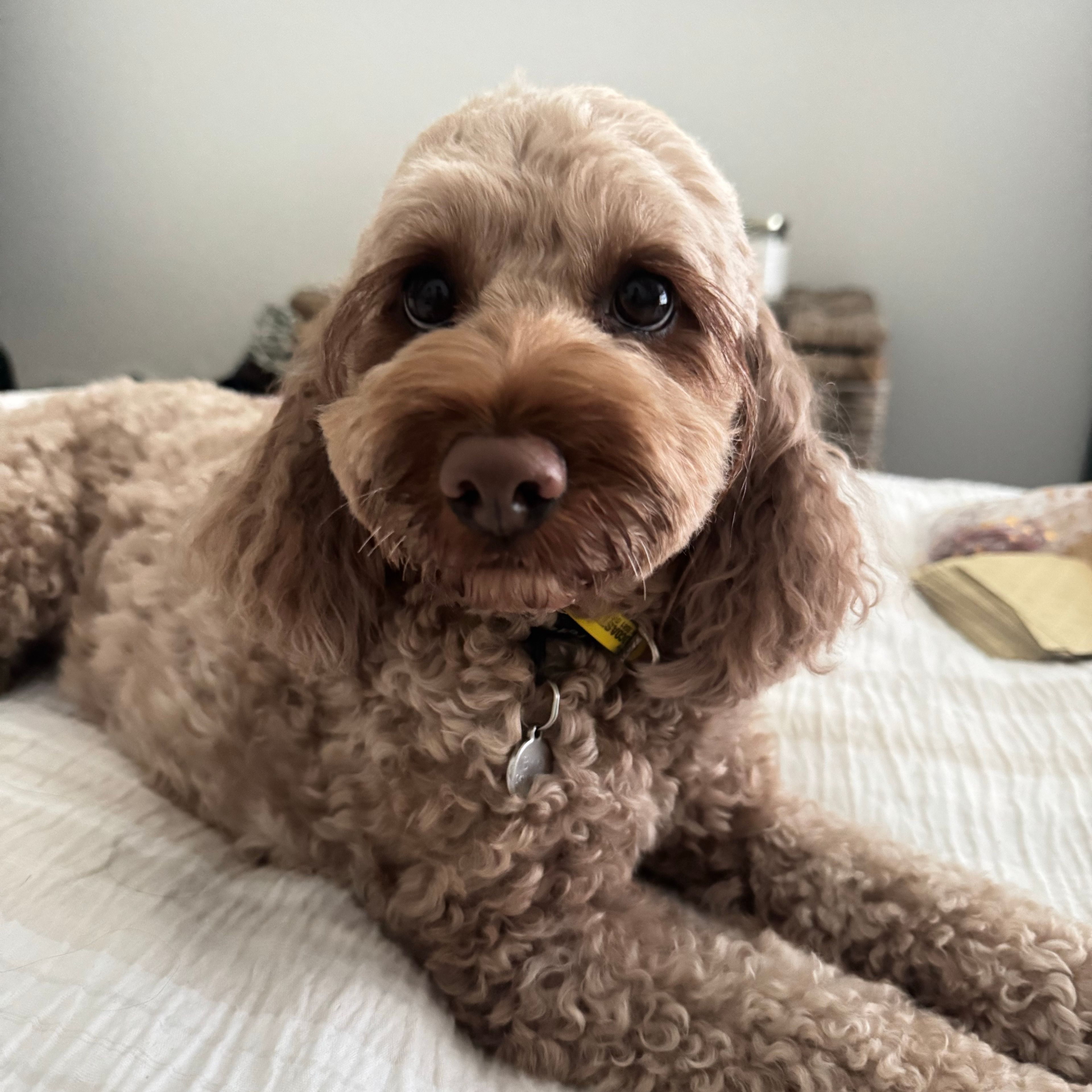 Bindi