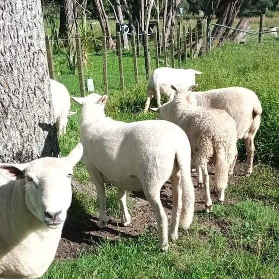 The flock