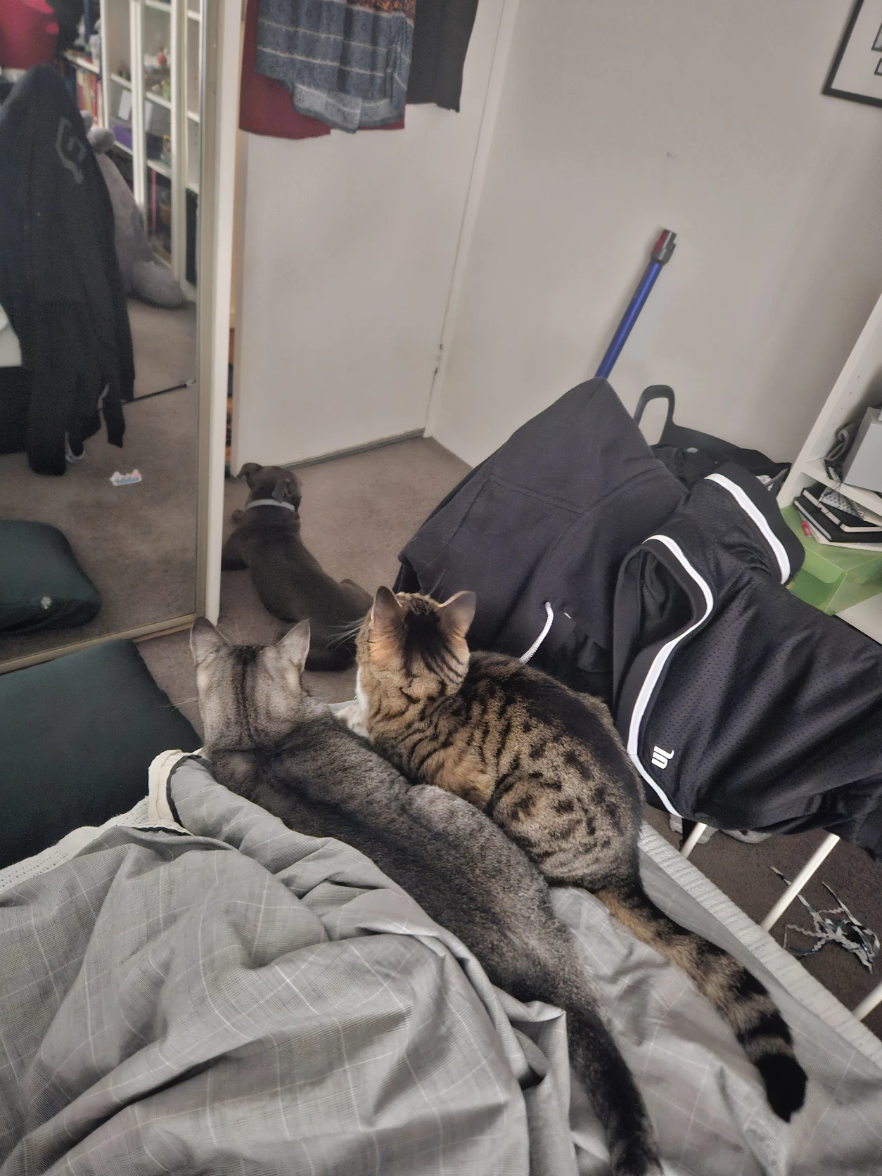 image-7