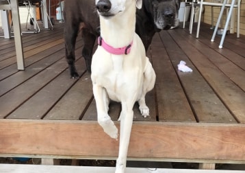 Nala