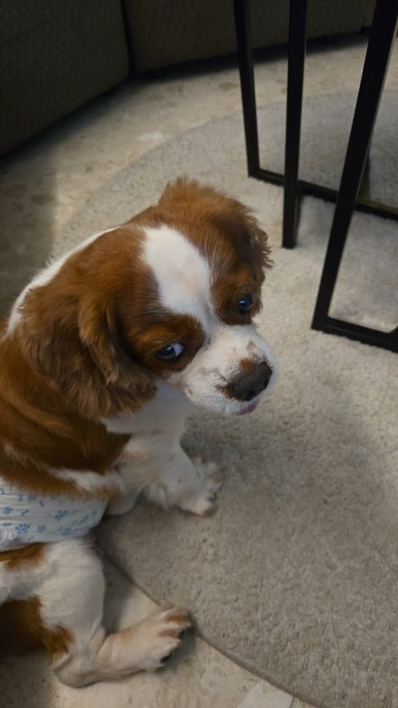 Benji