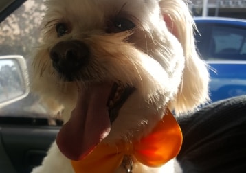Benji