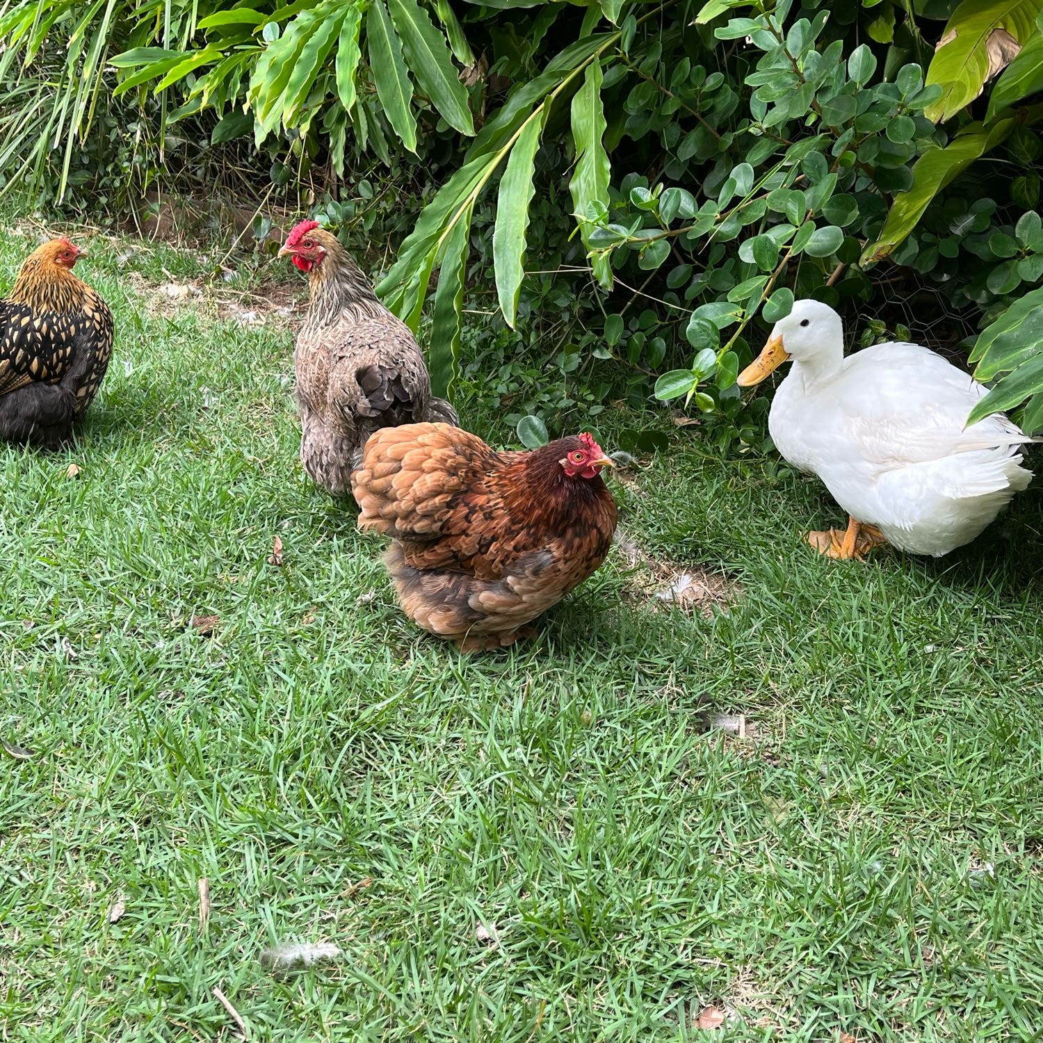 The birdos- Amy, Clara, Juniper, and Rosemary