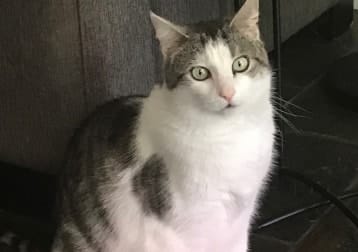Sweetpea