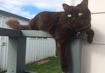 Hamish