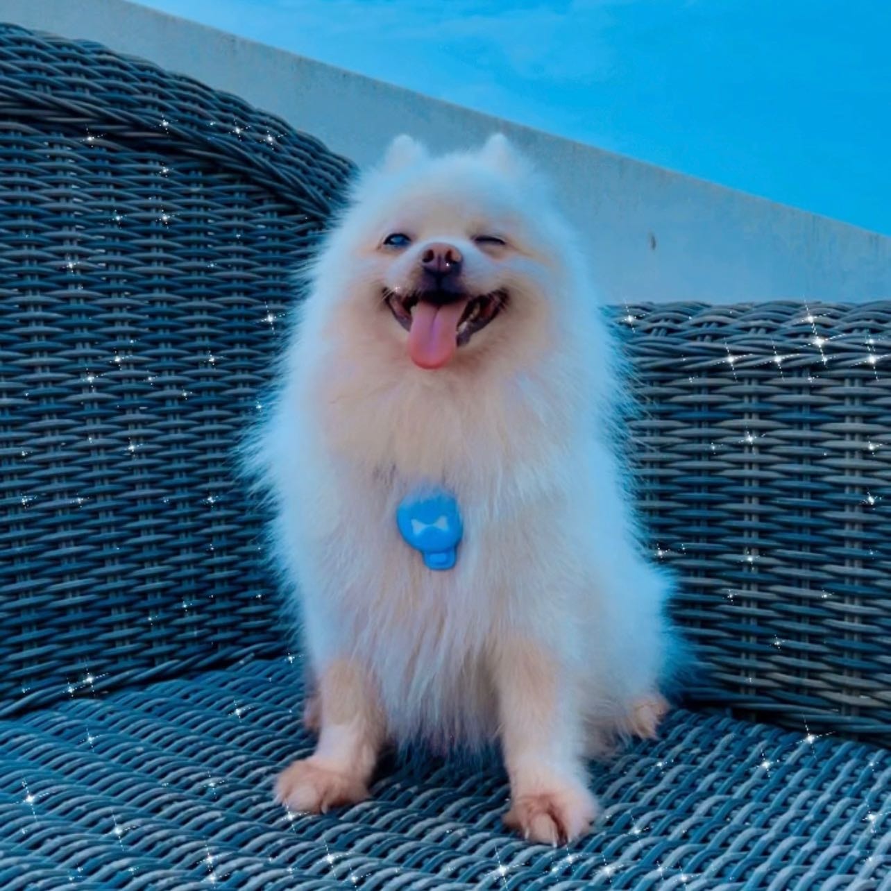 Pompom