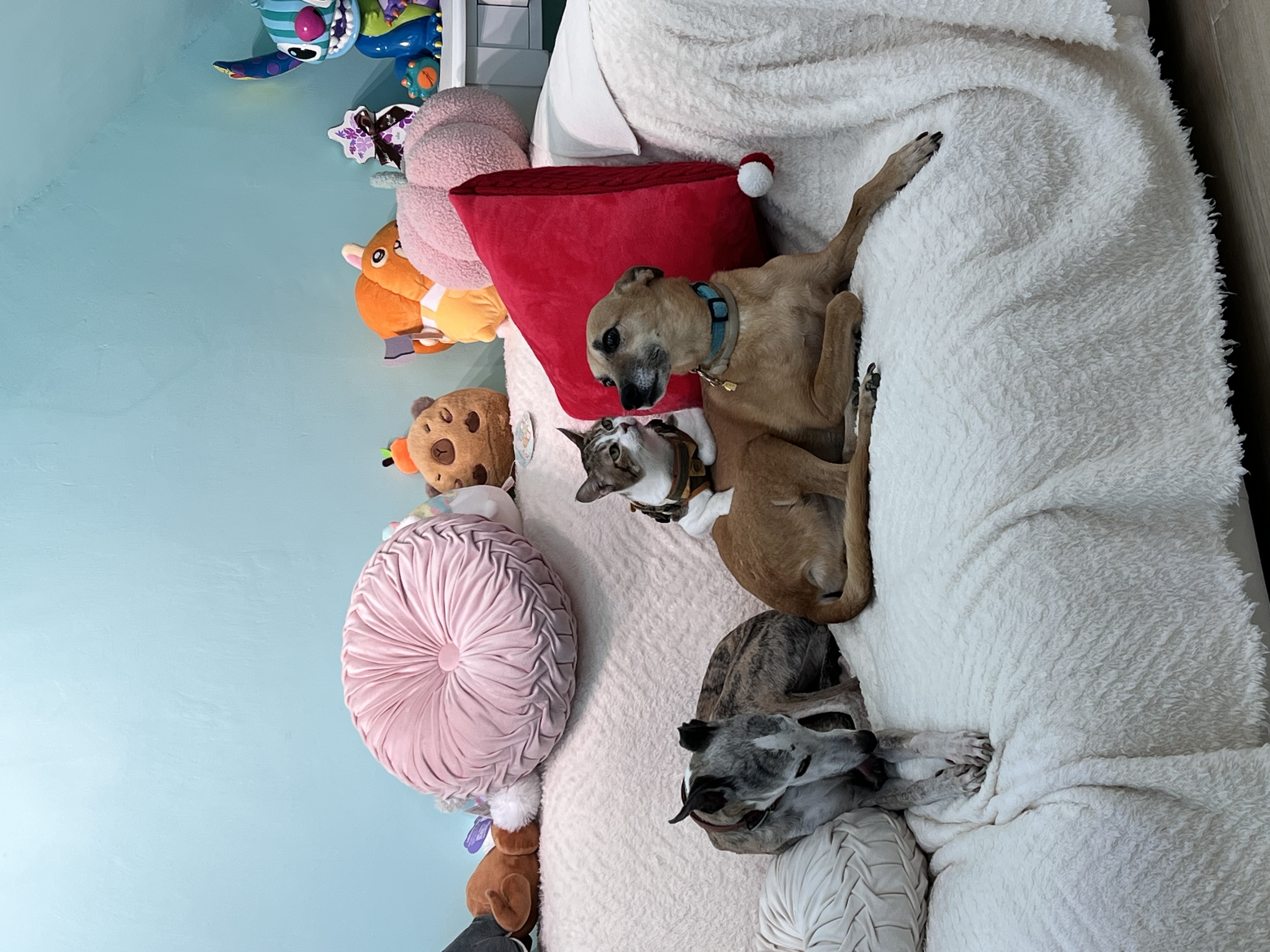 image-8