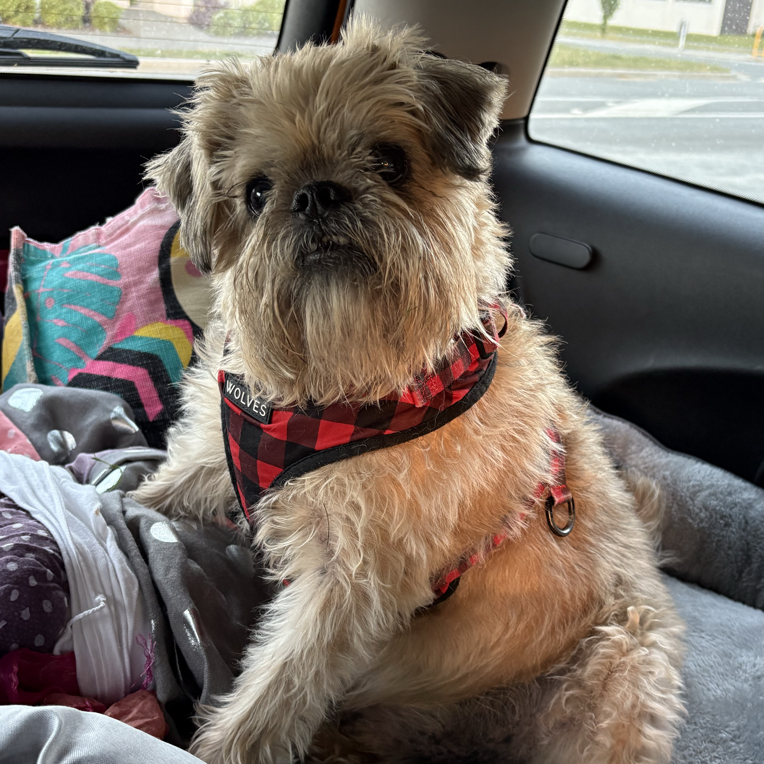 Winston