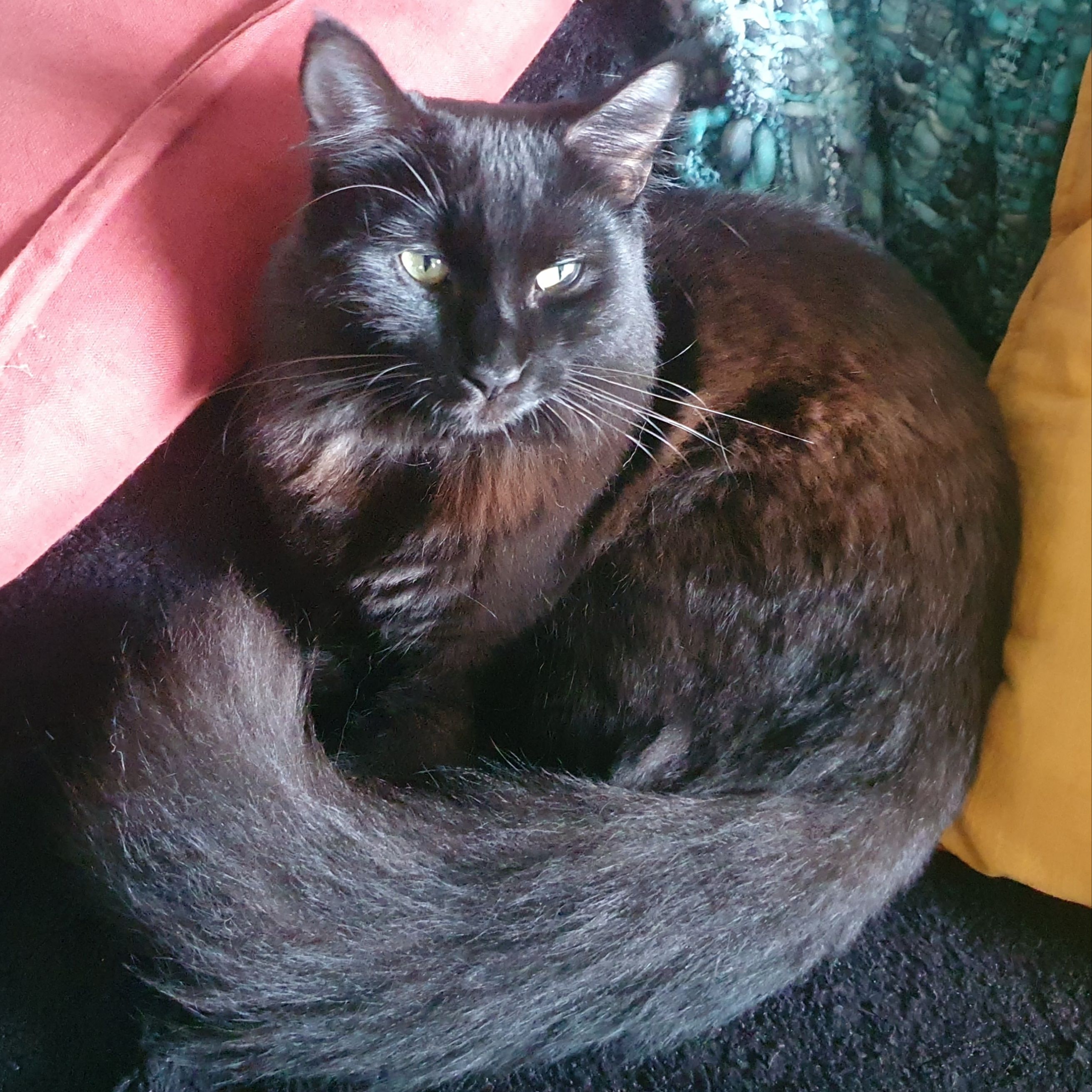 Finn