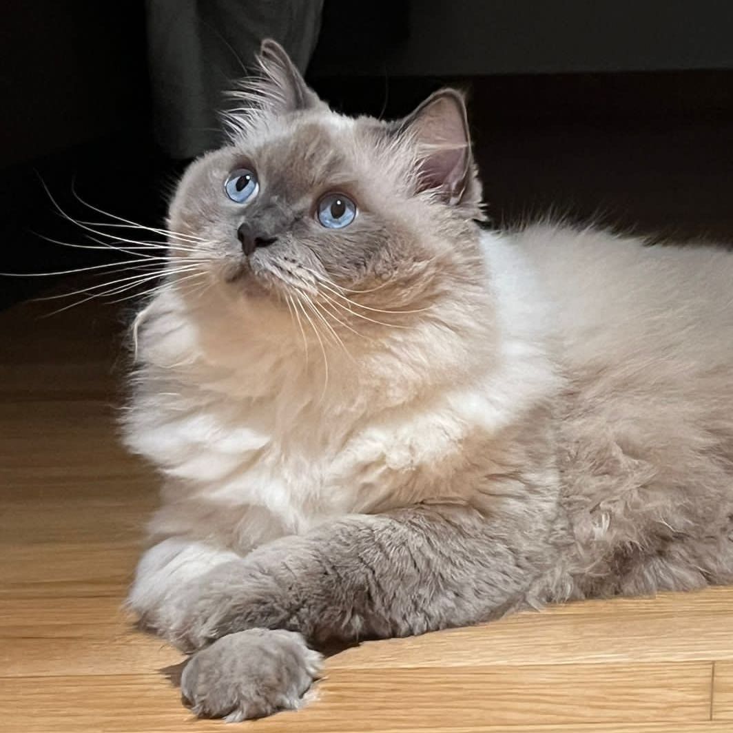 luna