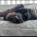 Pippa