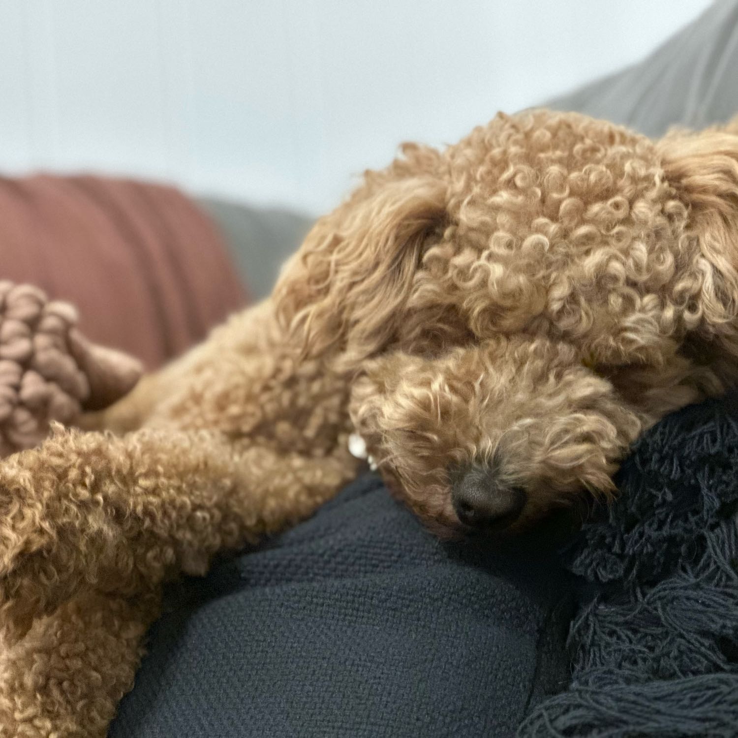 Benji