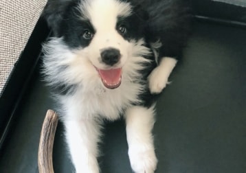 Loki