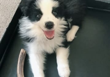 Loki