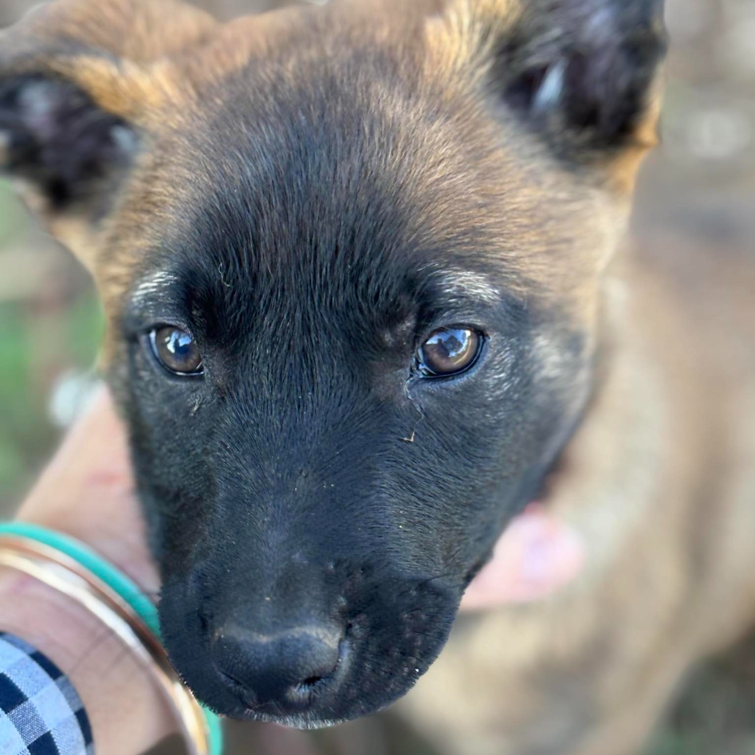 Lulu