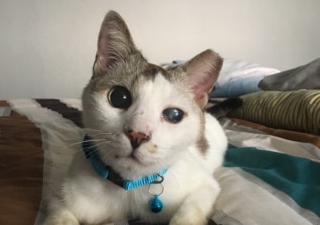 Chester
