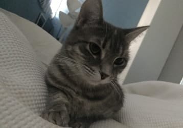 Duke