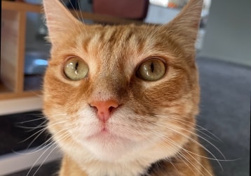 Remy