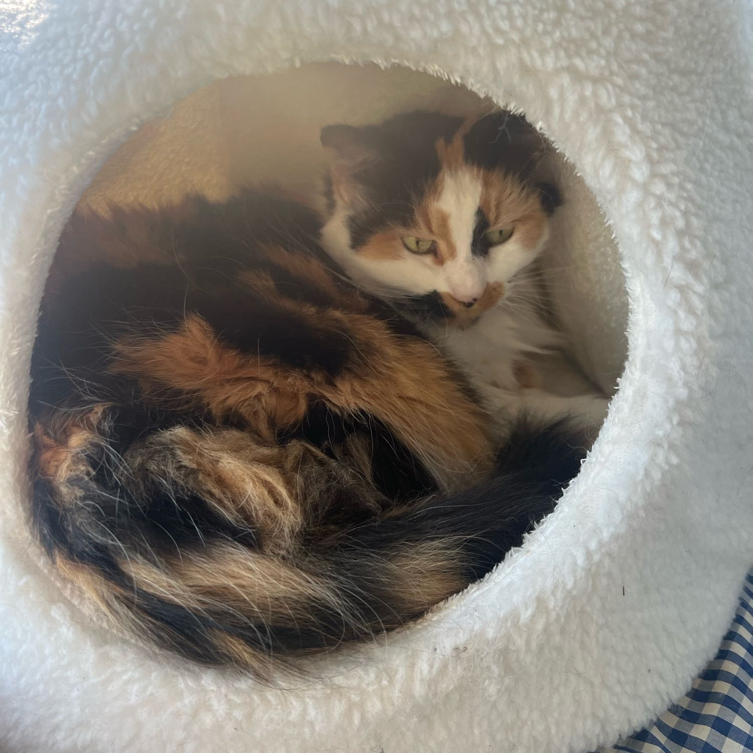 Bella