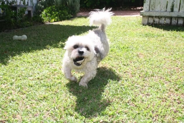 image-0