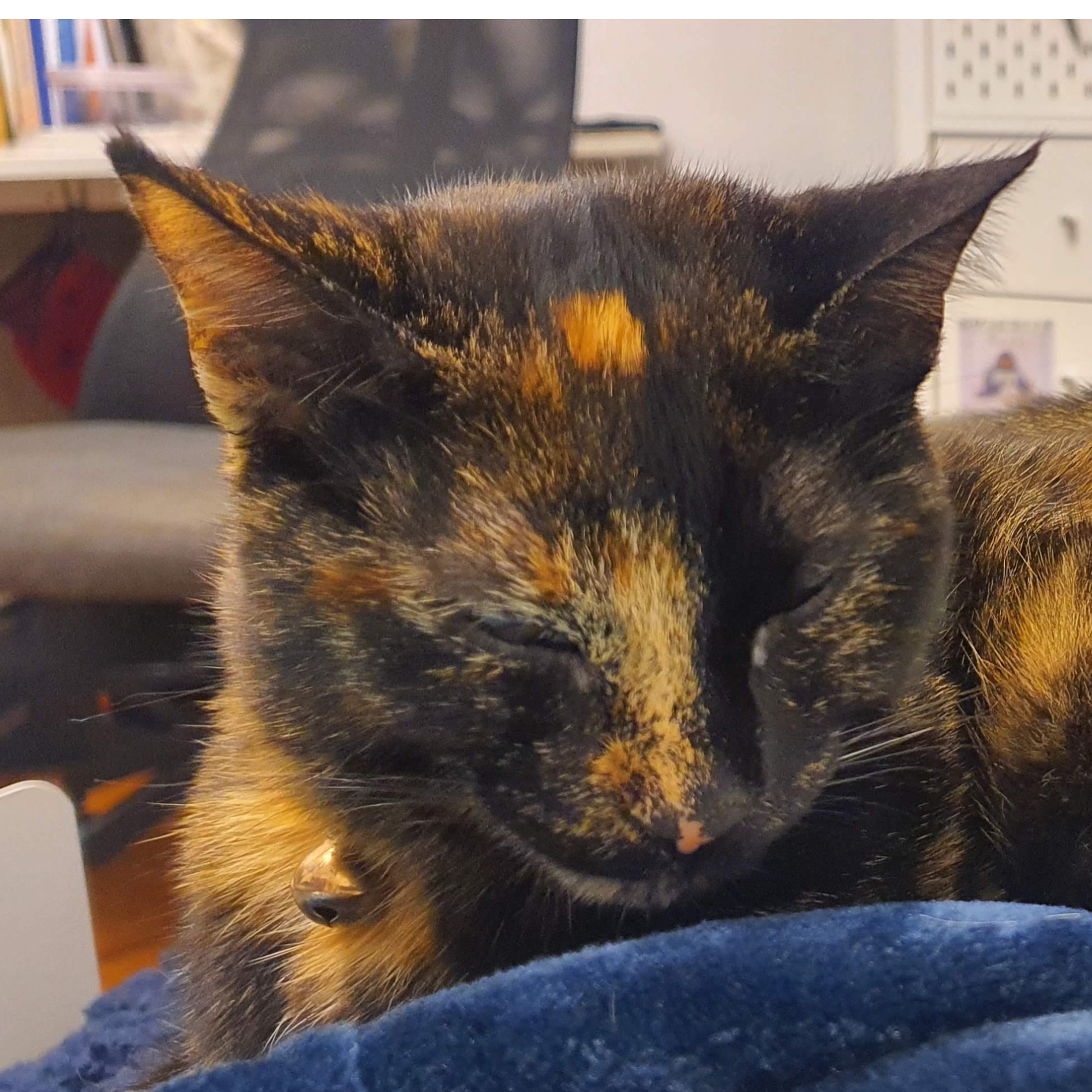 Cinnamon